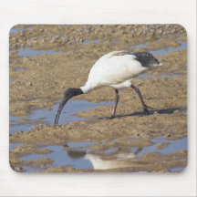 IBIS sacré Tapis De Souris