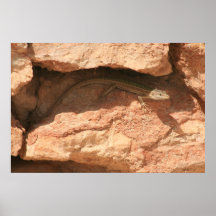 Ibiza-Poster.de