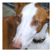 Ibizan Hound Invitations