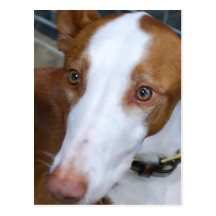 Ibizan Hound Postcard