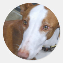 Ibizan Hound Stickers