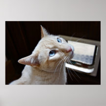 Ice Blue Eyed Cat Posters