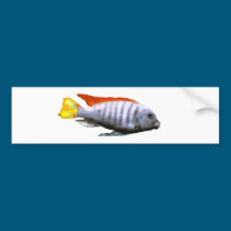Ice Blue Zebra Cichlid bumper stickers
