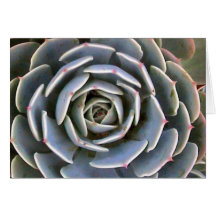 Ice Plant Greeting Cards