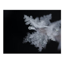 Ice Post Card