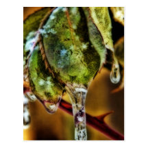 Ice Postcards