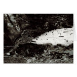 Ice Salmon cards
