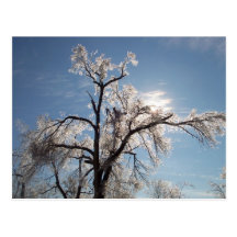 Ice Tree Post Cards
