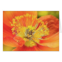 Iceland Poppy Card