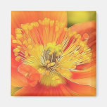Iceland Poppy Fridge Magnets