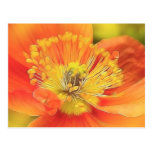 Iceland Poppy Post Cards