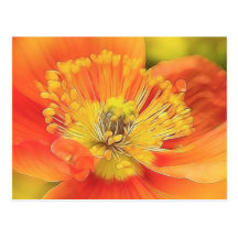 Iceland Poppy Post Cards