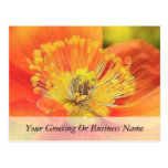 Iceland Poppy Postcard