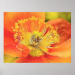 Iceland Poppy Poster