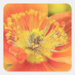 Iceland Poppy Stickers