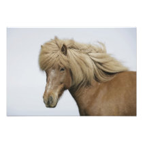 Iceland. Portrait of an Icelandic horse.
