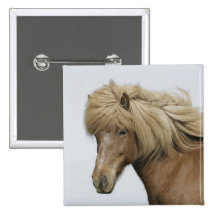 Iceland. Portrait of an Icelandic horse. Pin