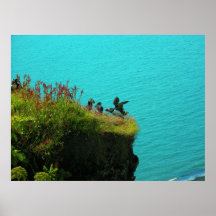 Iceland Puffins print