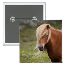 Icelandic Foal Pin