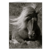 Icelandic Horse Cards