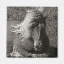 Icelandic Horse Magnet