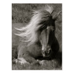 Icelandic Horse Postcards