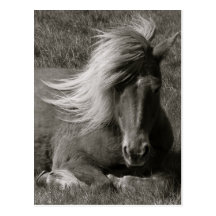 Icelandic Horse Postcards