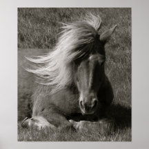Icelandic Horse Posters