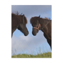 Icelandic horses facing each other post cards