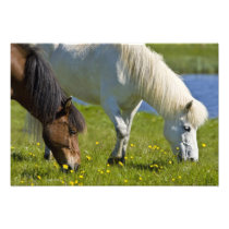 Icelandic Horses in western Iceland.