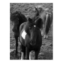Icelandic Horses IV Postcard
