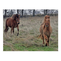 Icelandic horses postcards