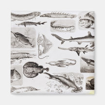 Ichthyology- Elasmobranch, Ganoid Fridge Magnet