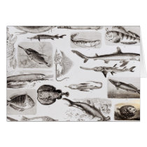 Ichthyology- Elasmobranch, Ganoid cards