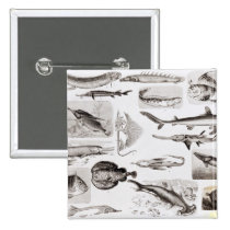 Ichthyology- Elasmobranch, Ganoid buttons