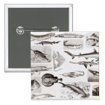 Ichthyology- Elasmobranch, Ganoid Pinback Buttons