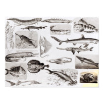 Ichthyology- Elasmobranch, Ganoid posters