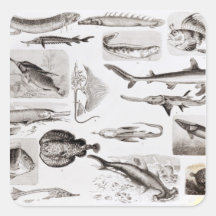 Ichthyology- Elasmobranch, Ganoid Sticker