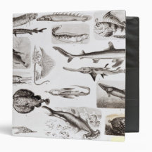 Ichthyology- Elasmobranch, Ganoid Vinyl Binders