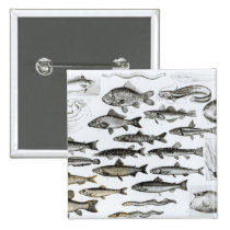 Ichthyology, Osseous Fishes, Marisipobranchs buttons