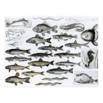 Ichthyology, Osseous Fishes, Marisipobranchs postcards