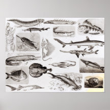 Ichtyologie Elasmobranch, Ganoid Posters