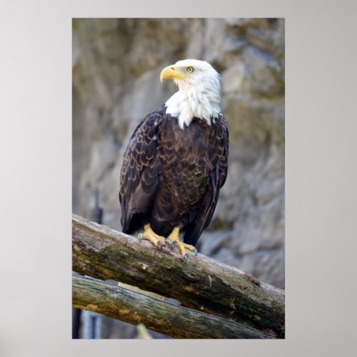 Iconic American Bald Eagle Print | Zazzle
