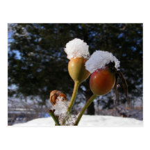 Icy Rose Hips ~ postcard