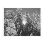 Icy Tree Post Cards