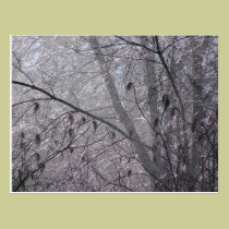 Icy Trees postcards