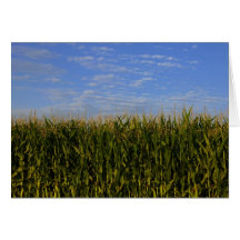 Idaho Corn Field Card