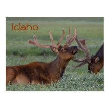 Idaho elk postcard