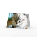 If I Were a Cat Card