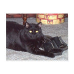 "If The Shoe Fits" Cat Postcard